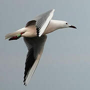 Slender-billed Gull