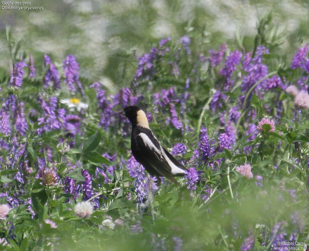 Bobolink male adult