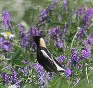 Bobolink