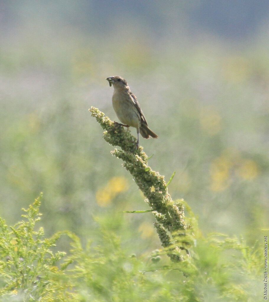 Bobolink female adult