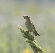 Bobolink