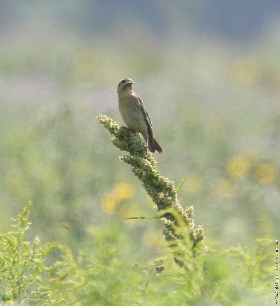 Bobolink female adult