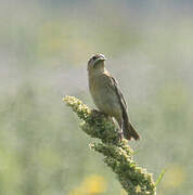 Bobolink