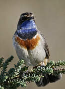 Bluethroat