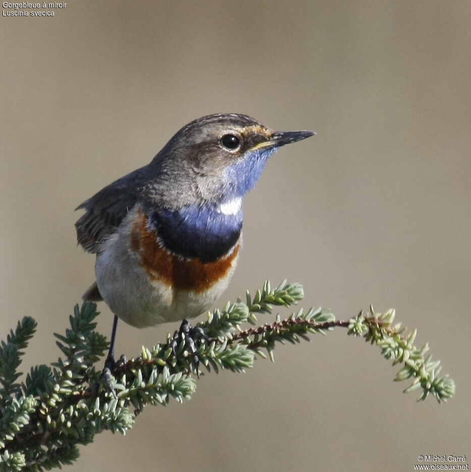 Bluethroat male adult breeding