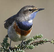 Bluethroat