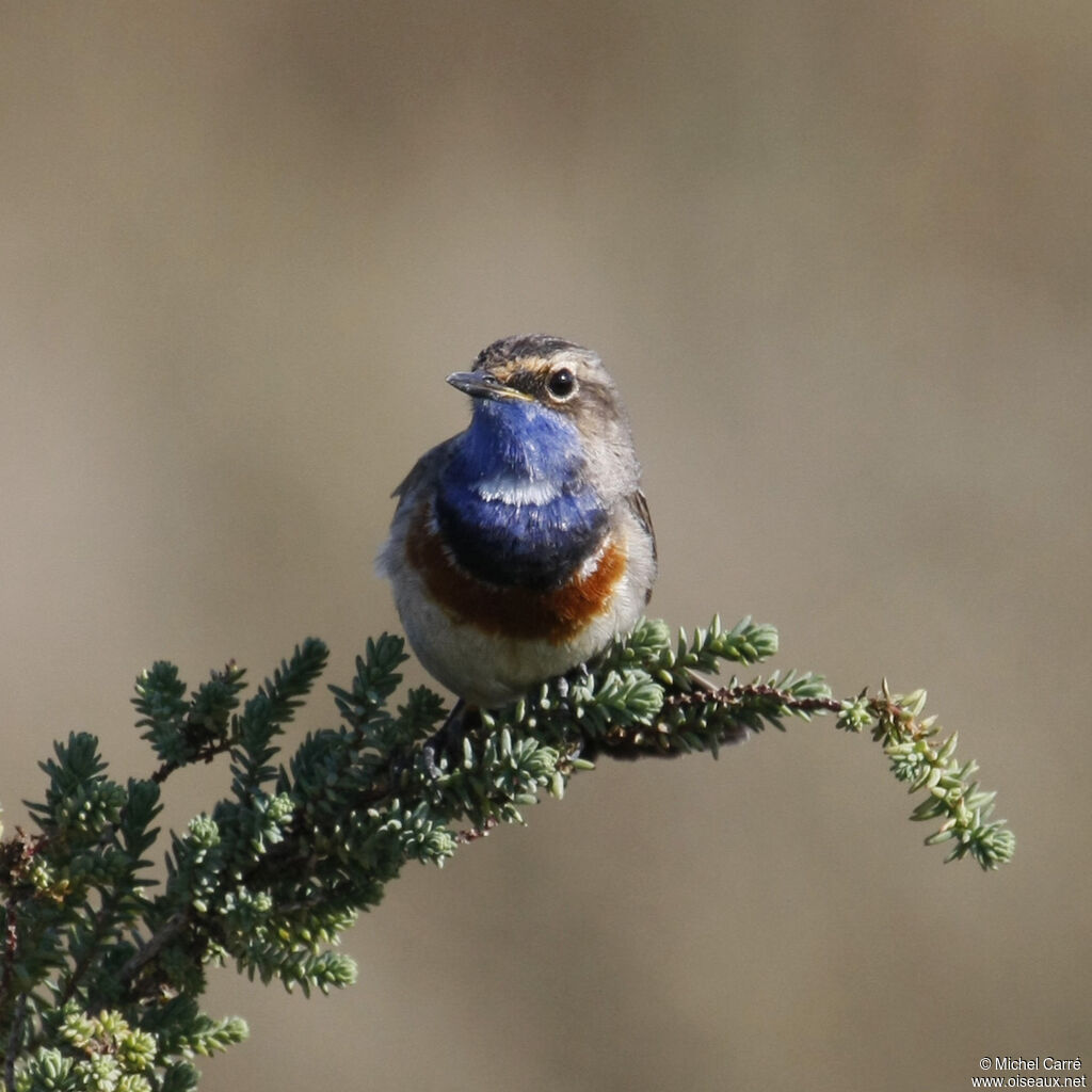 Bluethroat male adult breeding