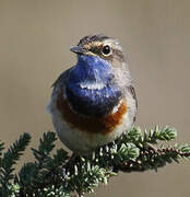 Bluethroat