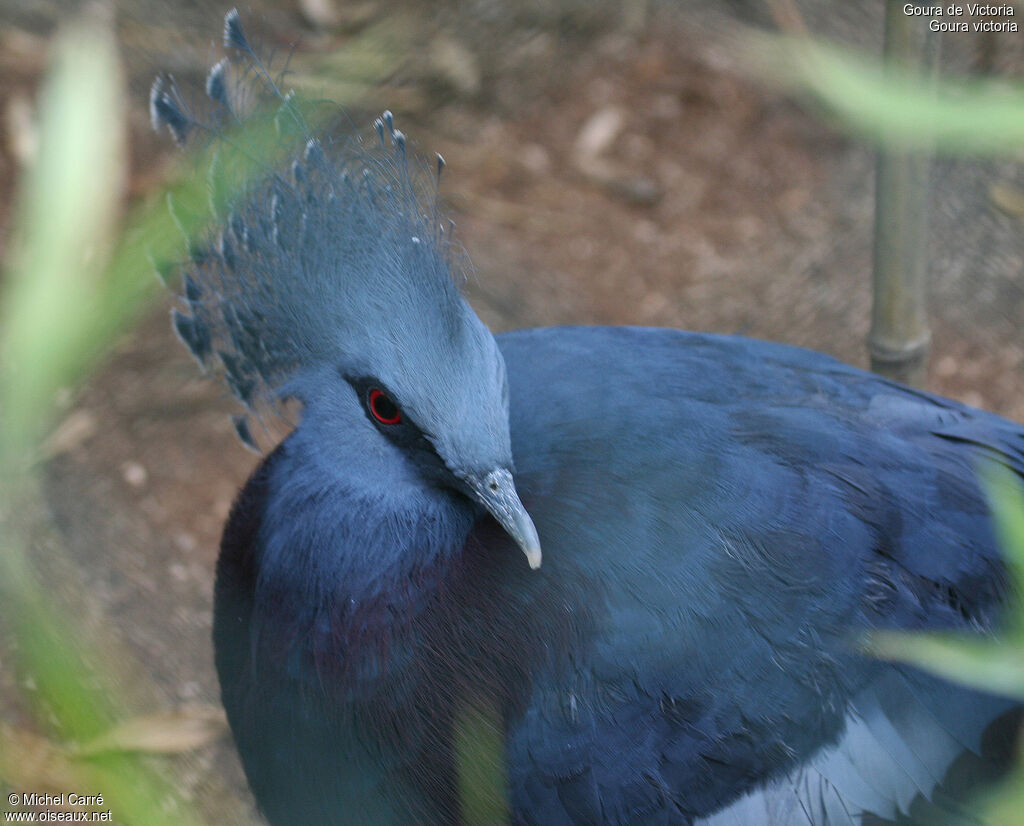 Victoria Crowned Pigeon