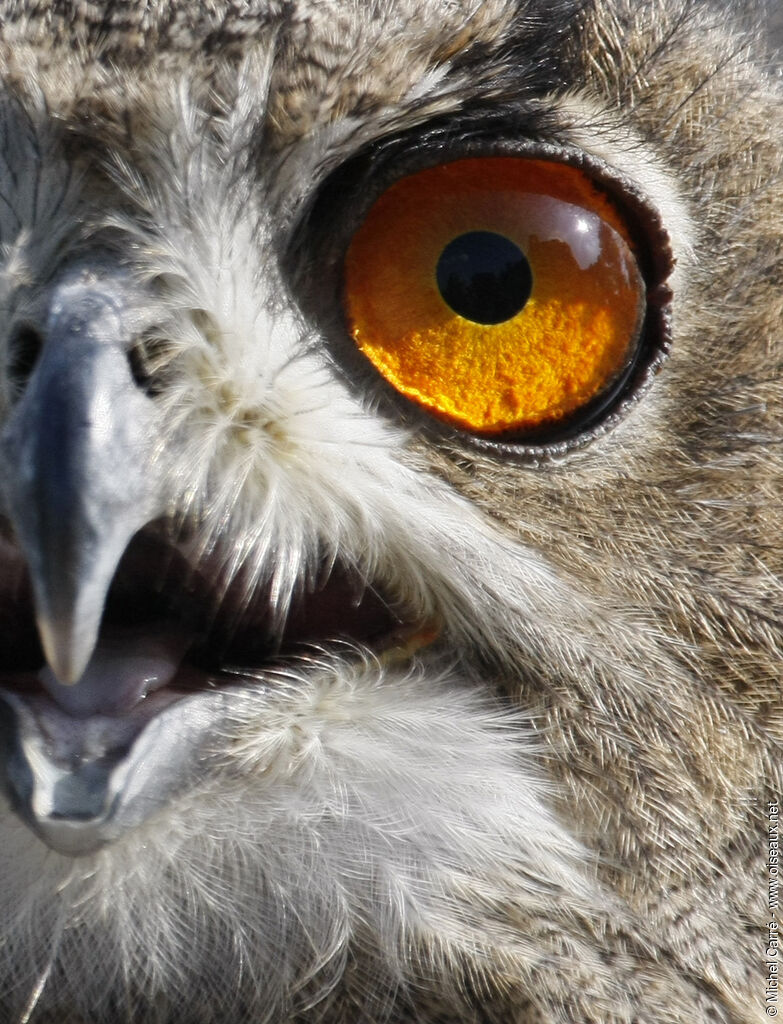 Eurasian Eagle-Owl male adult