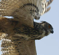 Eurasian Eagle-Owl