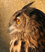 Eurasian Eagle-Owl