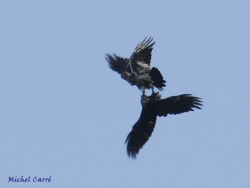 Grand Corbeau, Comportement