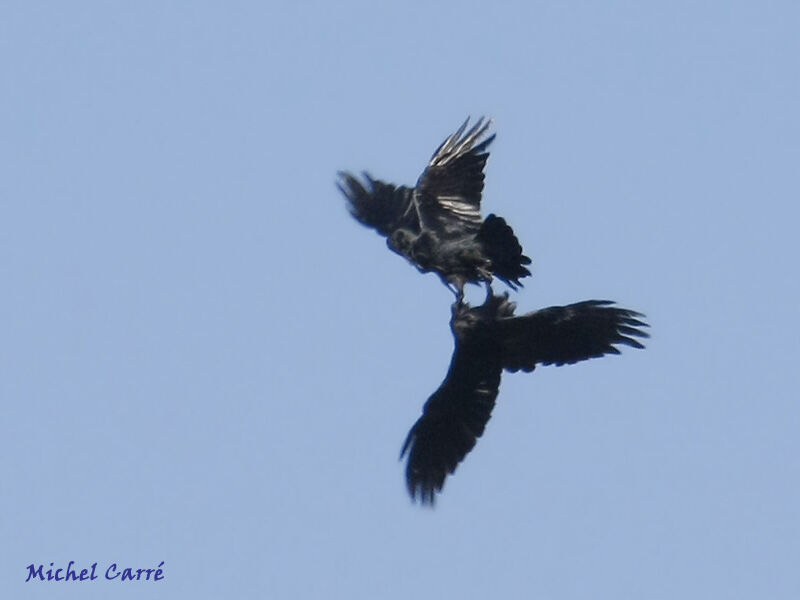 Northern Raven, Behaviour