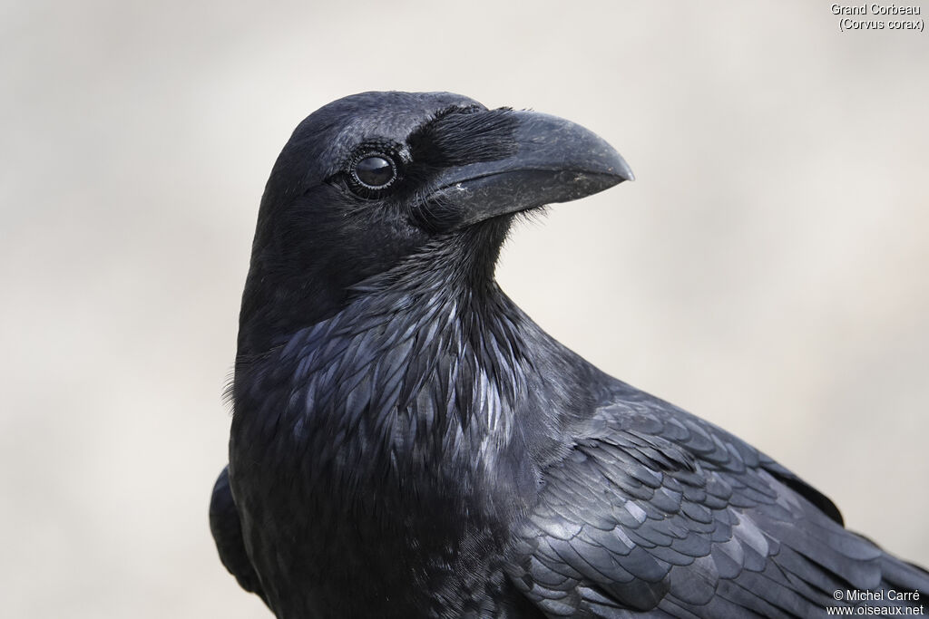 Northern Ravenadult, close-up portrait