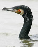 Great Cormorant