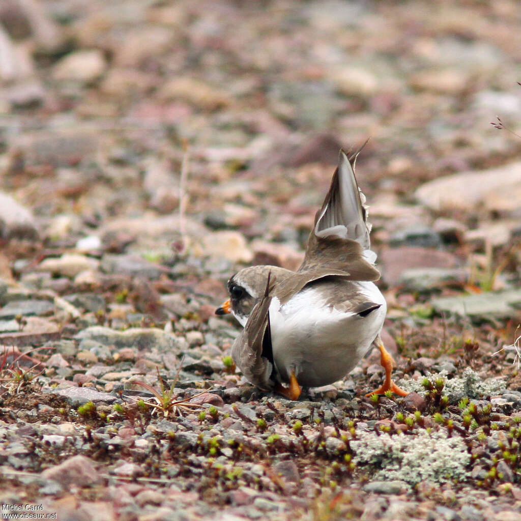 Common Ringed Plover female adult breeding, walking, Reproduction-nesting, Behaviour