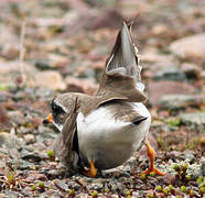 Common Ringed Plover