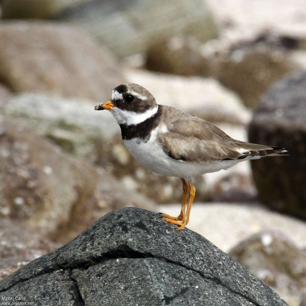 Common Ringed Plover female adult breeding, identification