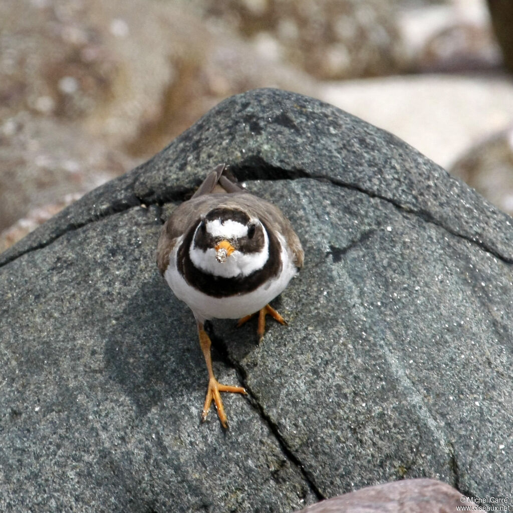 Common Ringed Plover female adult breeding, identification