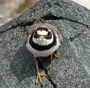 Common Ringed Plover