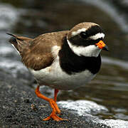 Common Ringed Plover