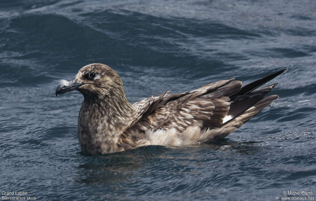 Great Skua