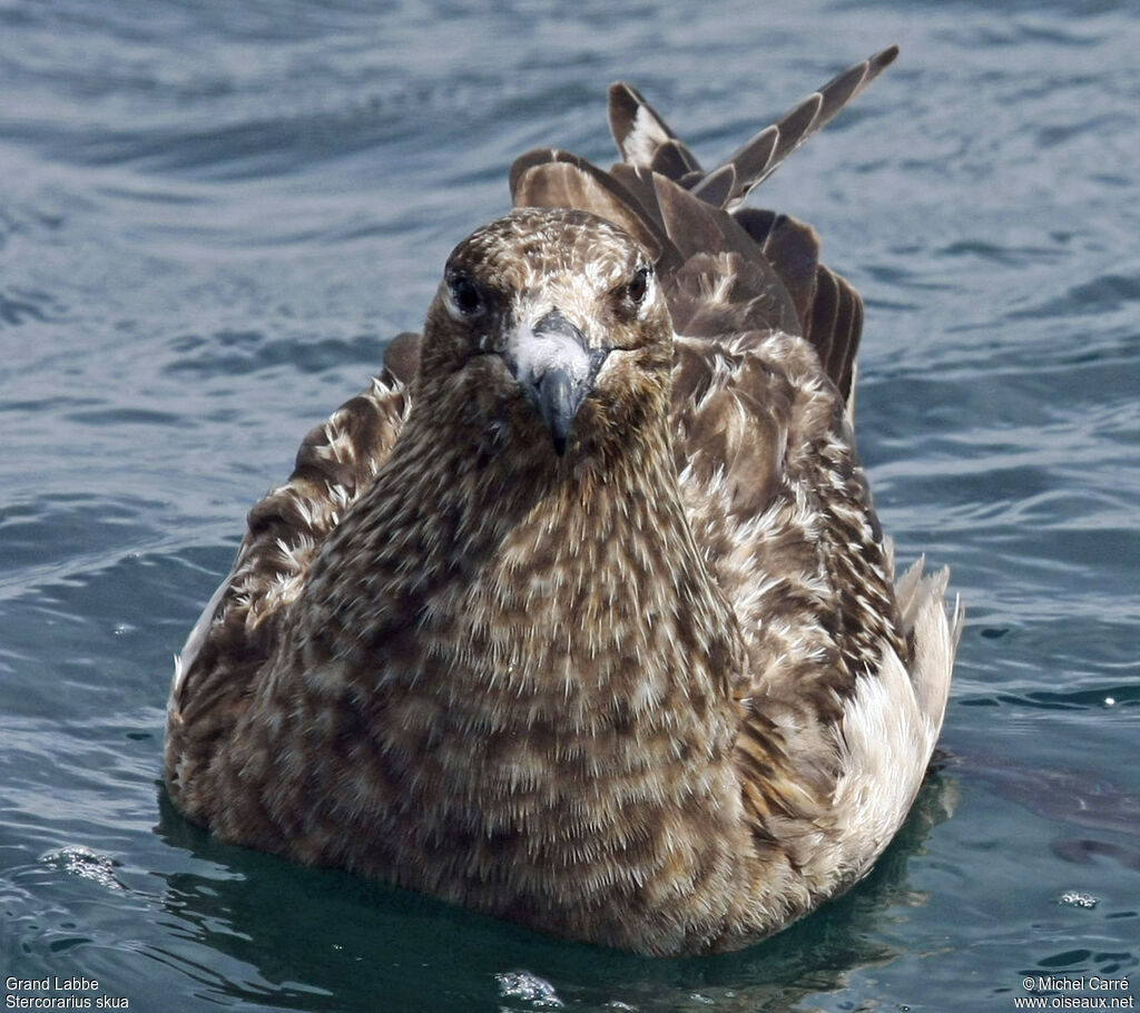 Great Skua