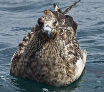 Great Skua