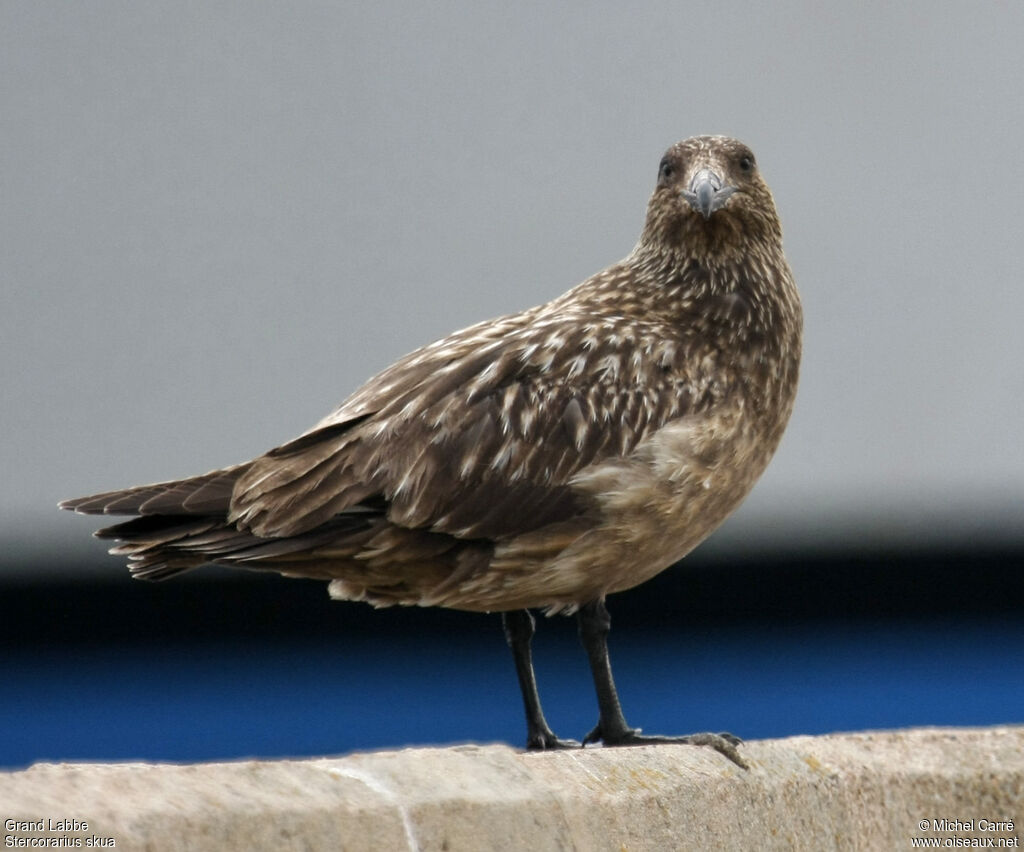 Great Skua