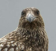 Great Skua