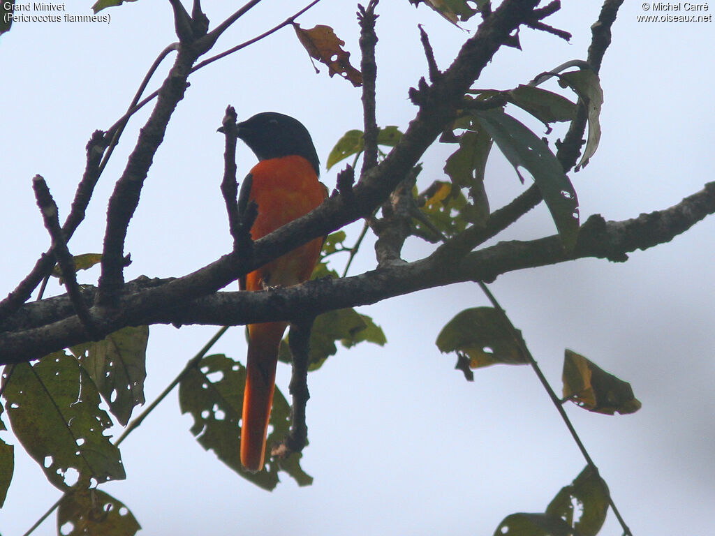 Grand Minivet mâle adulte