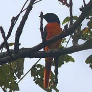 Orange Minivet