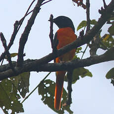 Grand Minivet