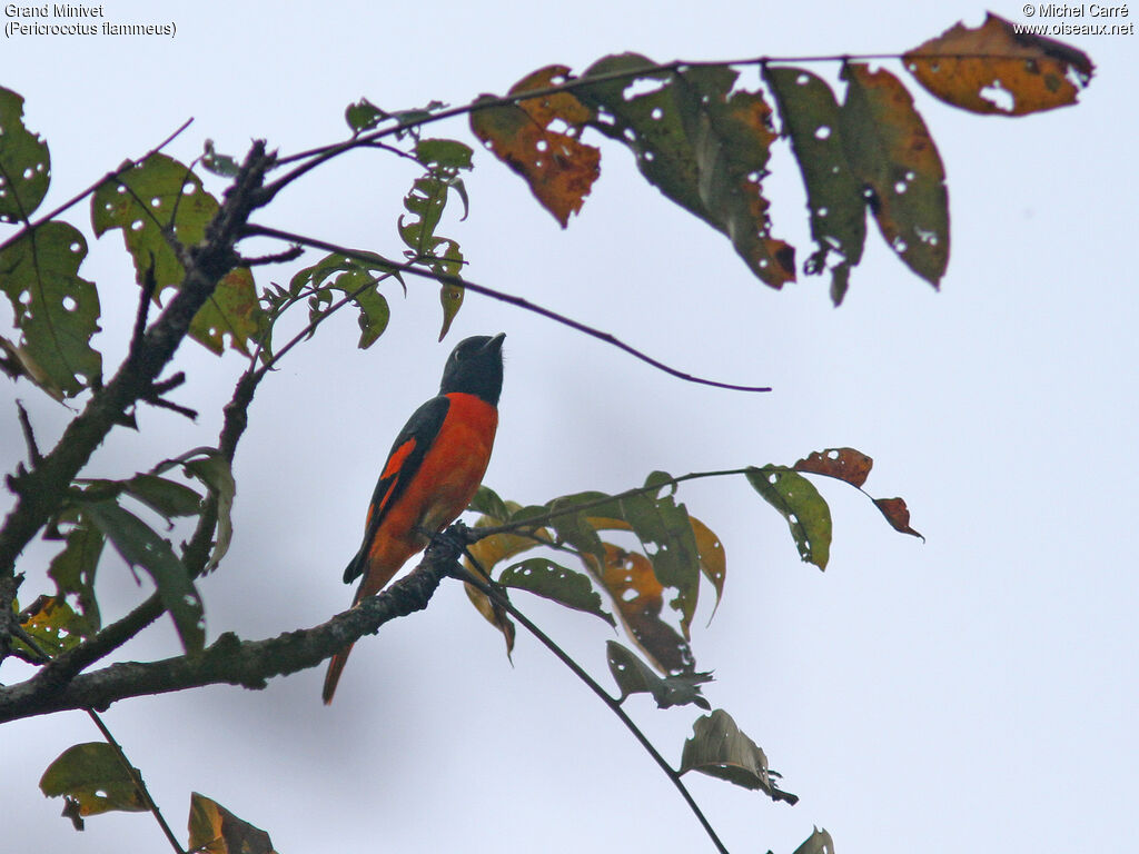 Orange Minivet male adult