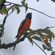 Orange Minivet