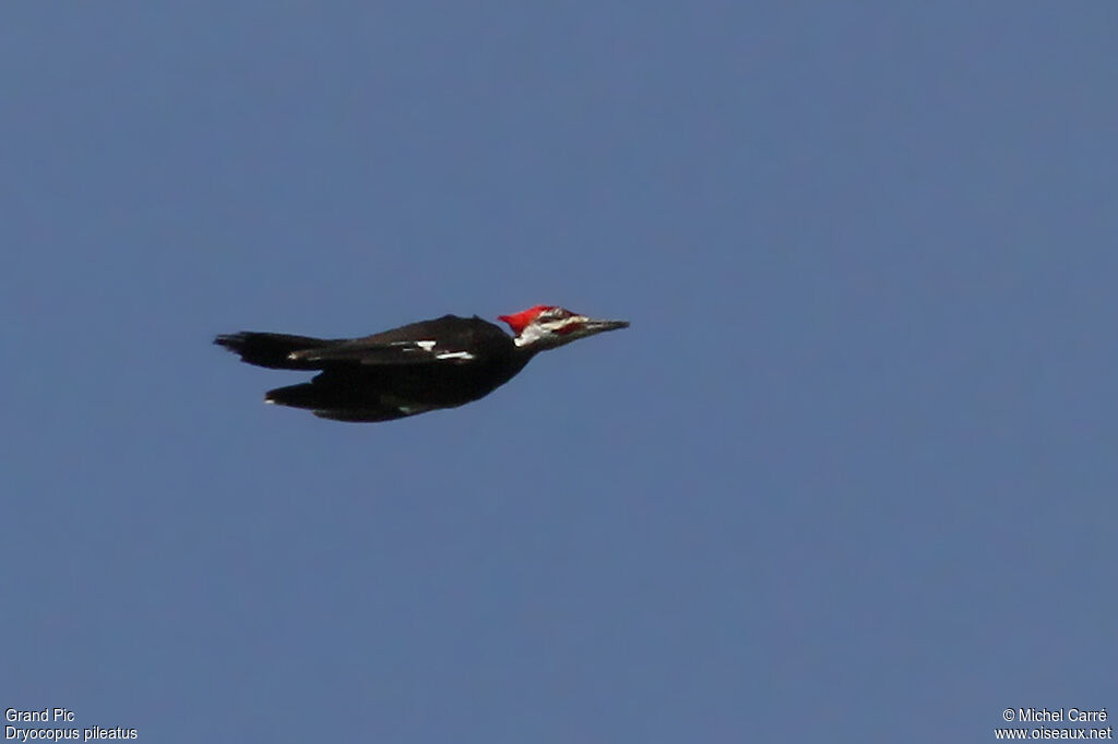 Pileated Woodpecker male adult, Flight