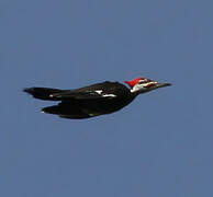 Pileated Woodpecker