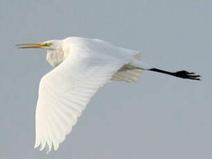 Grande Aigrette