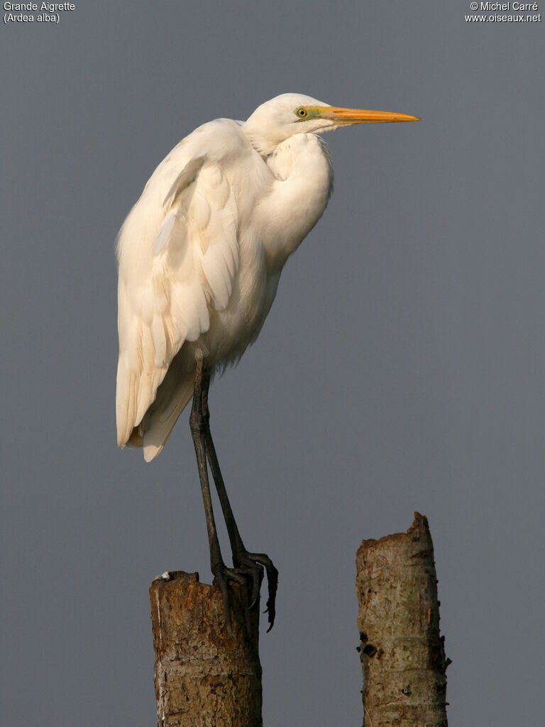 Great Egret, identification, close-up portrait