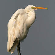 Grande Aigrette