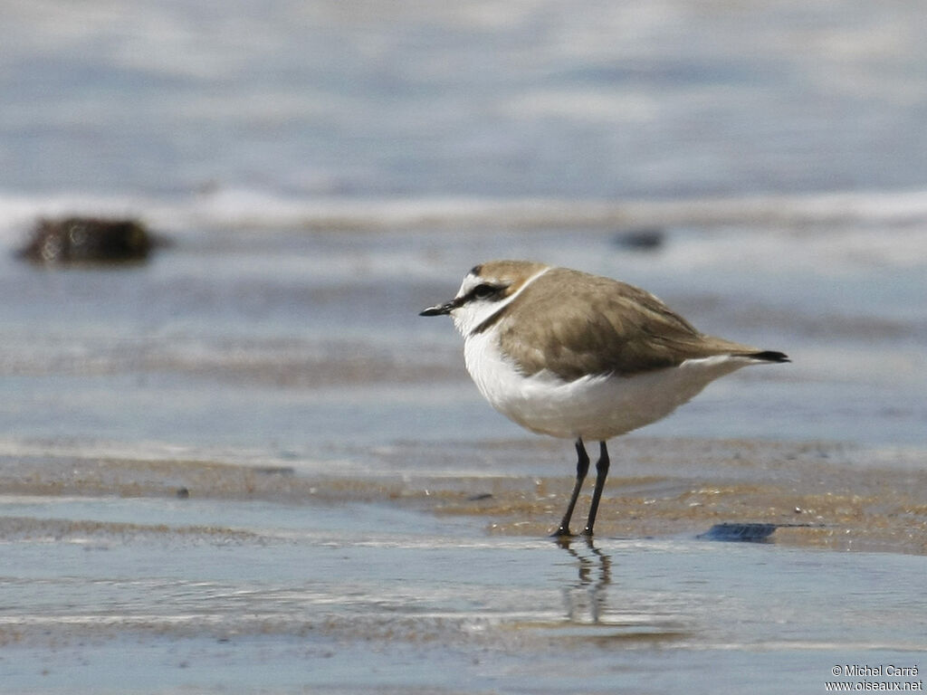 Kentish Plover male adult breeding