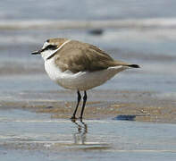 Kentish Plover