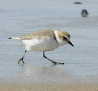 Kentish Plover