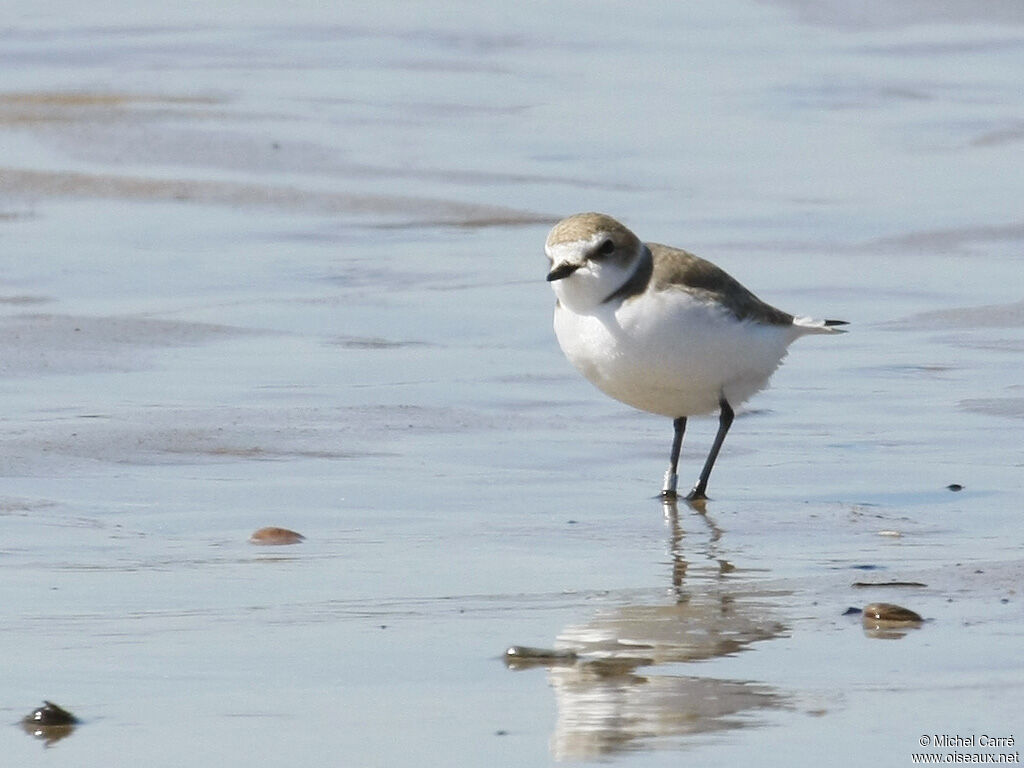 Kentish Plover