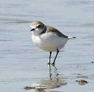 Kentish Plover