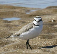 Kentish Plover