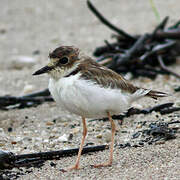 Collared Plover