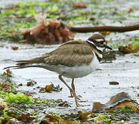 Killdeer