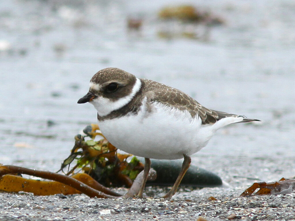 Semipalmated Plover